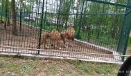 Richter Safari Park Nagykőrös - Egyéb