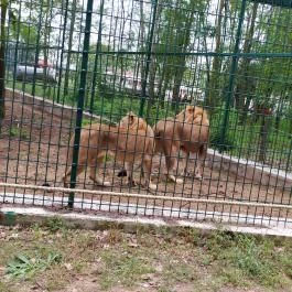 Richter Safari Park, Nagykőrös - Egyéb