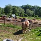 Salföldi Major Salföld - Egyéb