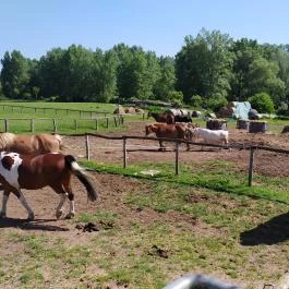 Salföldi Major, Salföld - Egyéb