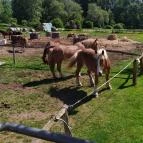 Salföldi Major Salföld - Egyéb