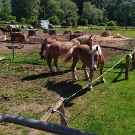 Salföldi Major, Salföld - Egyéb