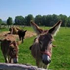 Salföldi Major Salföld - Egyéb