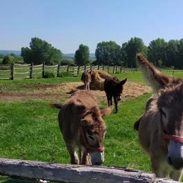 Salföldi Major, Salföld - Egyéb