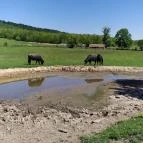 Salföldi Major Salföld - Egyéb