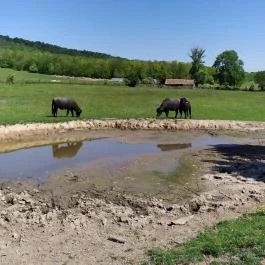 Salföldi Major, Salföld - Egyéb