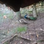 Kőkapu Vadászkastély és Hotel & Apartments Nagyhuta - Környék