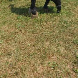 Noé Kertje Élménypark Eger - Egyéb