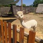 Szőlőszem Farm Apartmanszálló Tiszaszőlős - Egyéb