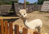 Szőlőszem Farm Apartmanszálló Tiszaszőlős