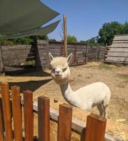 Szőlőszem Farm Apartmanszálló