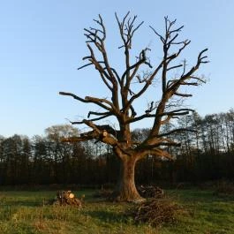 Kerca Bio Farm Rusztikus Vendégházak Kercaszomor - Medence/kert