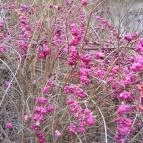 Club Dobogómajor Cserszegtomaj - Környék