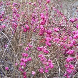Club Dobogómajor, Cserszegtomaj - Környék