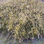 Club Dobogómajor Cserszegtomaj - Medence/kert