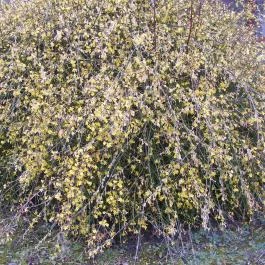 Club Dobogómajor, Cserszegtomaj - Medence/kert