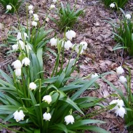 Hotel Napfény, Zalakaros - Környék