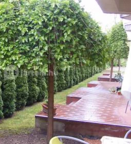 Pávai-Silye Apartman