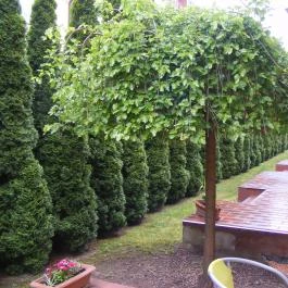 Pávai-Silye Apartman Hajdúszoboszló - Környék