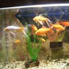 Pollushof Panzió Csolnok - Egyéb