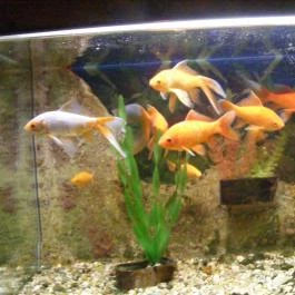 Pollushof Panzió, Csolnok - Egyéb