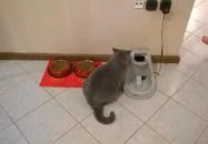 Kultúrmacska Kávézó Veszprém