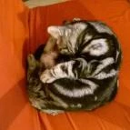 Kultúrmacska Kávézó Veszprém - Belső