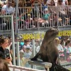 Hotel Dzsungel Nyíregyháza - Szórakozás/Sport