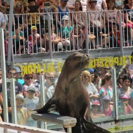 Hotel Dzsungel Nyíregyháza - Szórakozás/Sport
