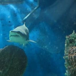 Hotel Dzsungel Nyíregyháza - Környék