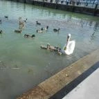 Hotel Melis, Balatonlelle Balatonlelle - Környék