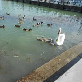 Hotel Melis, Balatonlelle, Balatonlelle - Környék