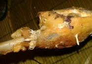 La' Rosa Pizzéria & Étterem Orosháza