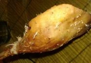 La' Rosa Pizzéria & Étterem Orosháza