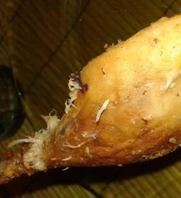 La' Rosa Pizzéria & Étterem