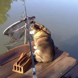 Nyugi Tanya, Magyartés - Egyéb