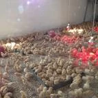 Hotel Aphrodite Zalakaros - Egyéb