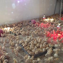 Hotel Aphrodite Zalakaros - Egyéb