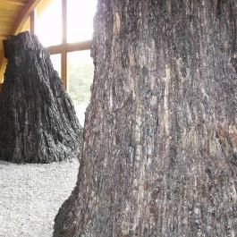 Ipolytarnóci Ősmaradványok Természetvédelmi Terület Ipolytarnóc - Egyéb