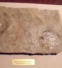 Ipolytarnóci Ősmaradványok Természetvédelmi Terület