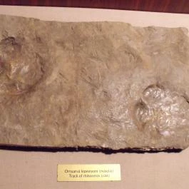 Ipolytarnóci Ősmaradványok Természetvédelmi Terület Ipolytarnóc - Egyéb