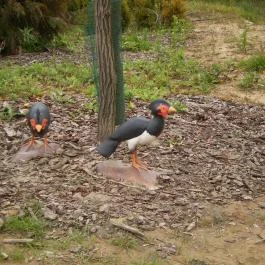 Ipolytarnóci Ősmaradványok Természetvédelmi Terület Ipolytarnóc - Egyéb