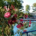 Csiszta Fürdő Buzsák - 