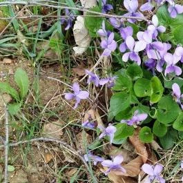 Grandhotel Galya Galyatető - Egyéb