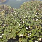 Hunguest Saliris Egerszalók - Medence/kert