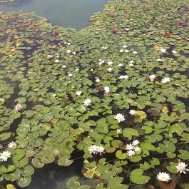 Hunguest Saliris Egerszalók - Medence/kert