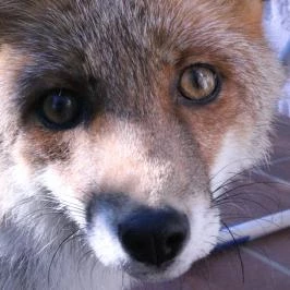 Csaliti Vendégház Őrség Szentgotthárd - Egyéb