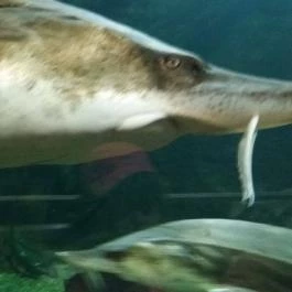 Tisza-tavi Ökocentrum Poroszló - Egyéb