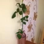 Almafa Apartmanház Eger - Egyéb