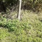 Csodabogyó tanösvény Siklós - Egyéb